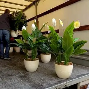 Аккуратная перевозка саженцев и деревьев с опытными грузчиками Упаковка и доставка саженцев по Реутову и области