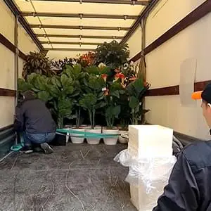 Безопасная перевозка саженцев и деревьев с грузчиками Качественная перевозка саженцев и кустов на Газели по Реутову